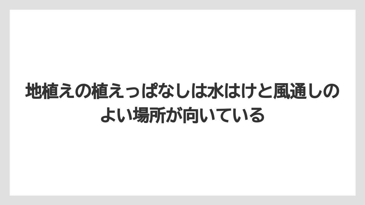 【栽培】【農園】【農業】地植えの植えっぱなしは水はけと風通しのよい場所が向いている