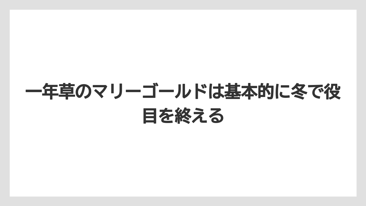 【栽培】【育て方】【越し】一年草のマリーゴールドは基本的に冬で役目を終える
