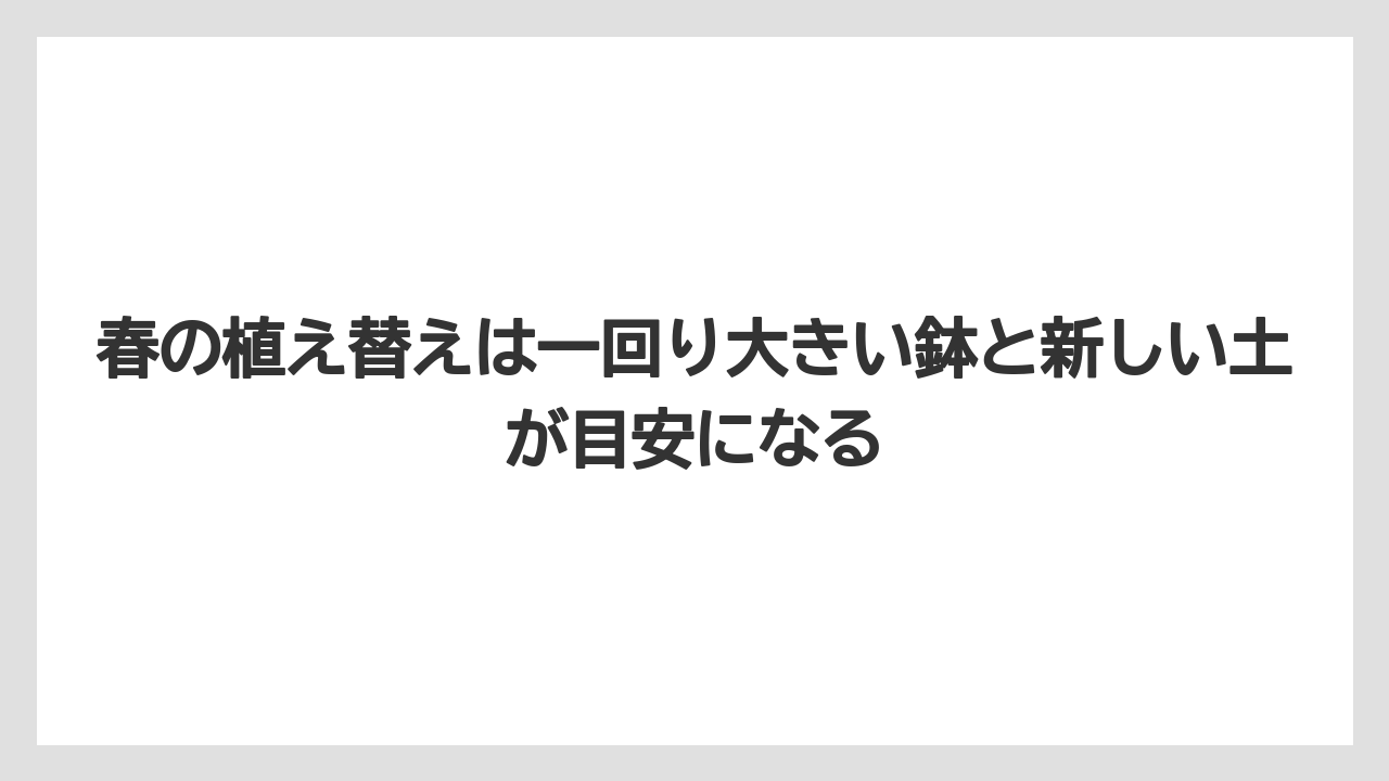 【栽培】【農園】【農業】春の植え替えは一回り大きい鉢と新しい土が目安になる