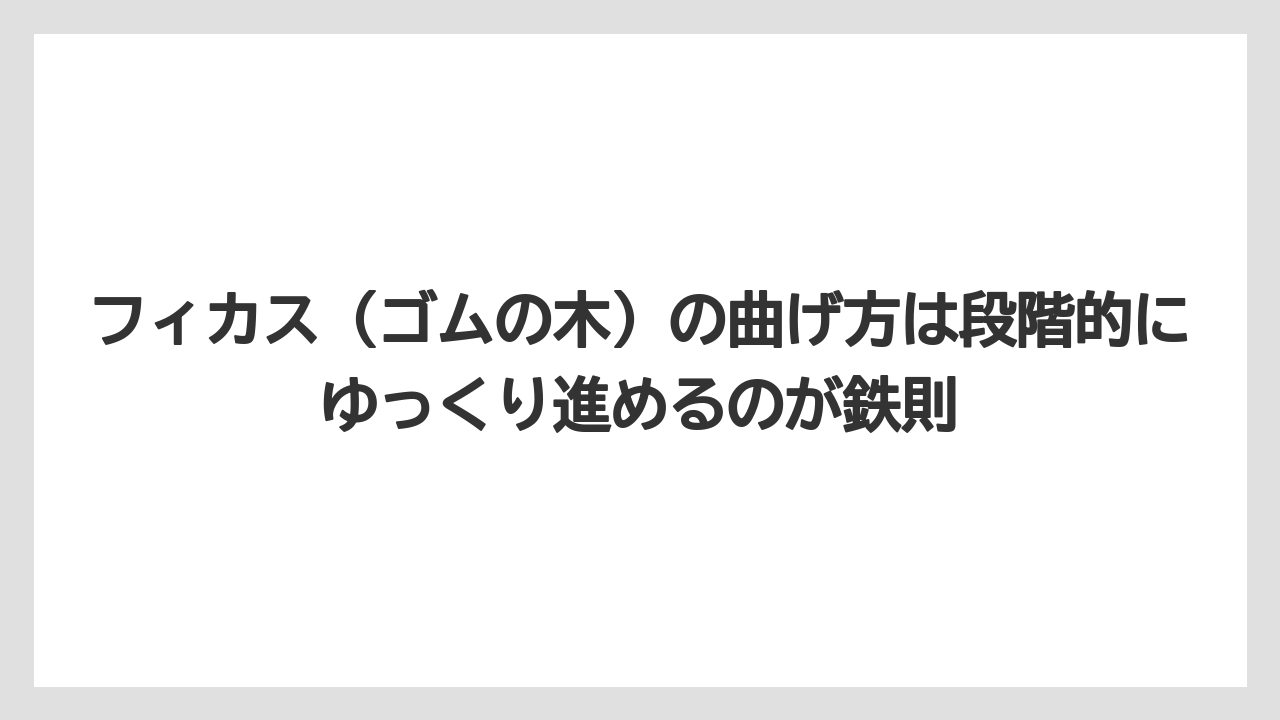 【栽培】【農園】【農業】フィカス(ゴムの木)の曲げ方は段階的にゆっくり進めるのが鉄則