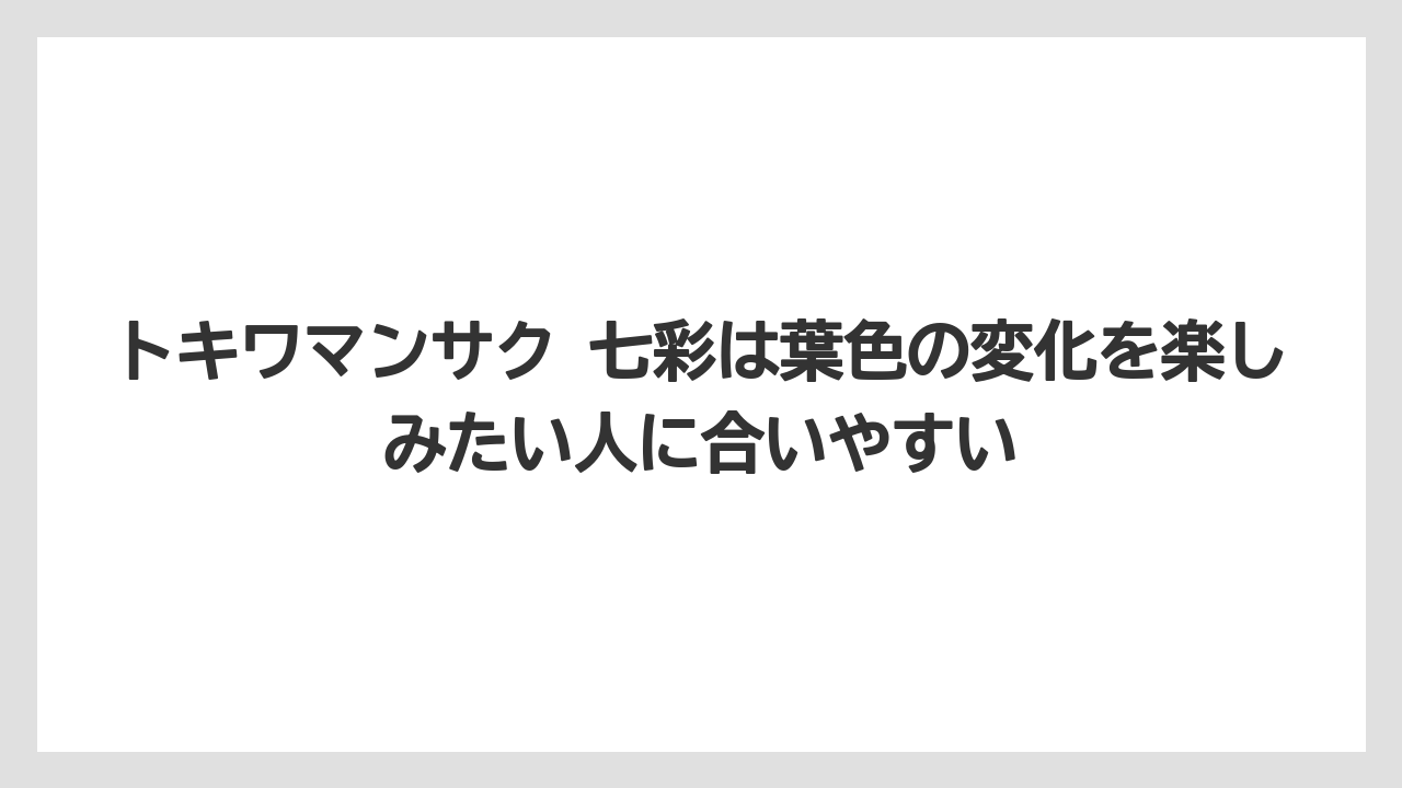 【栽培】【農園】【農業】トキワマンサク 七彩は葉色の変化を楽しみたい人に合いやすい
