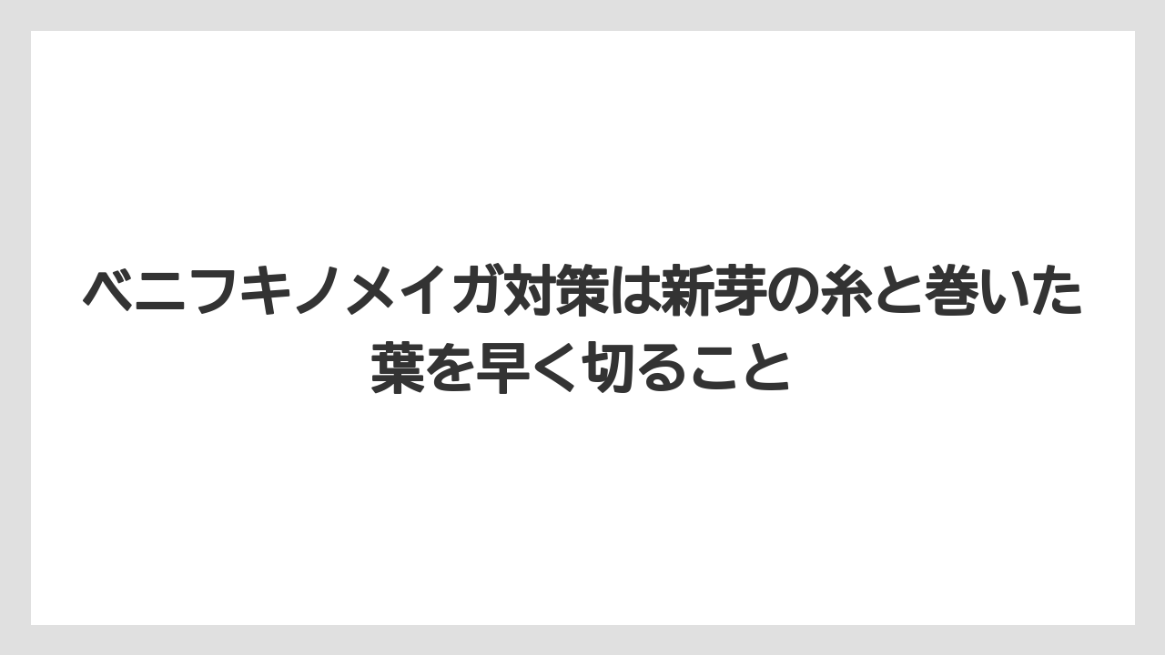 【栽培】【葉】【農業】ベニフキノメイガ対策は新芽の糸と巻いた葉を早く切ること