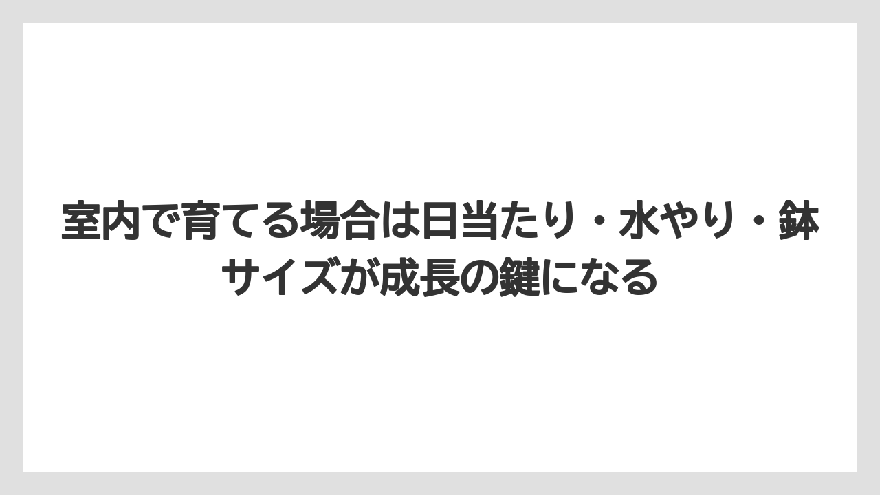 【ガジュマル】【剪定】【栽培】室内で育てる場合は日当たり・水やり・鉢サイズが成長の鍵になる