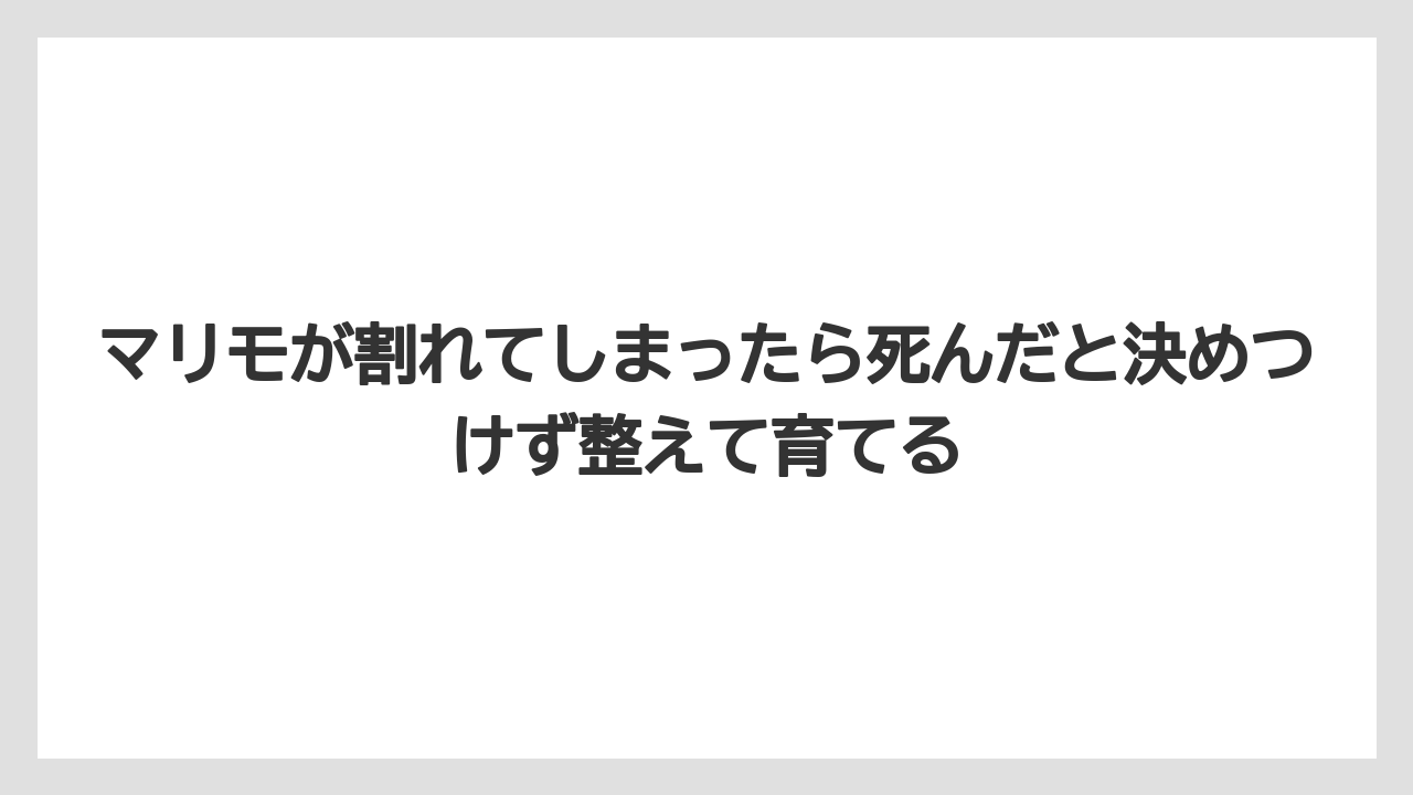 【栽培】【農園】【農業】マリモが割れてしまったら死んだと決めつけず整えて育てる