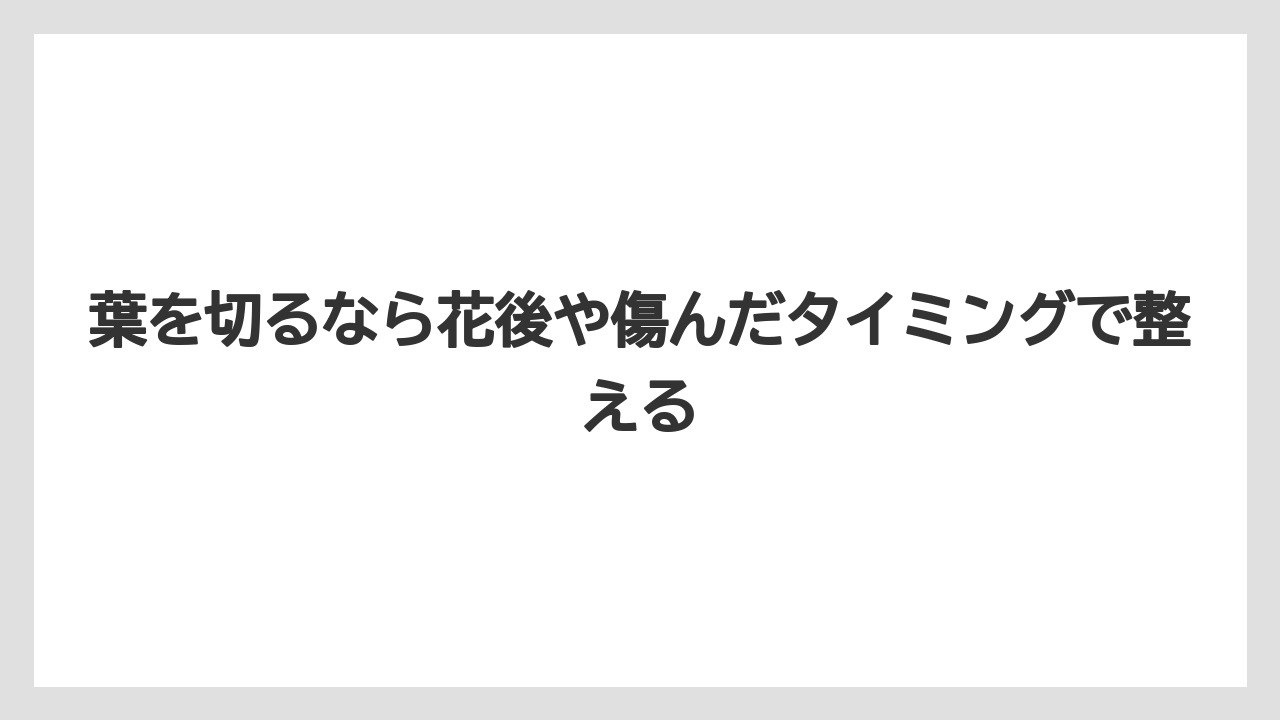【ミント】【栽培】【猫】葉を切るなら花後や傷んだタイミングで整える