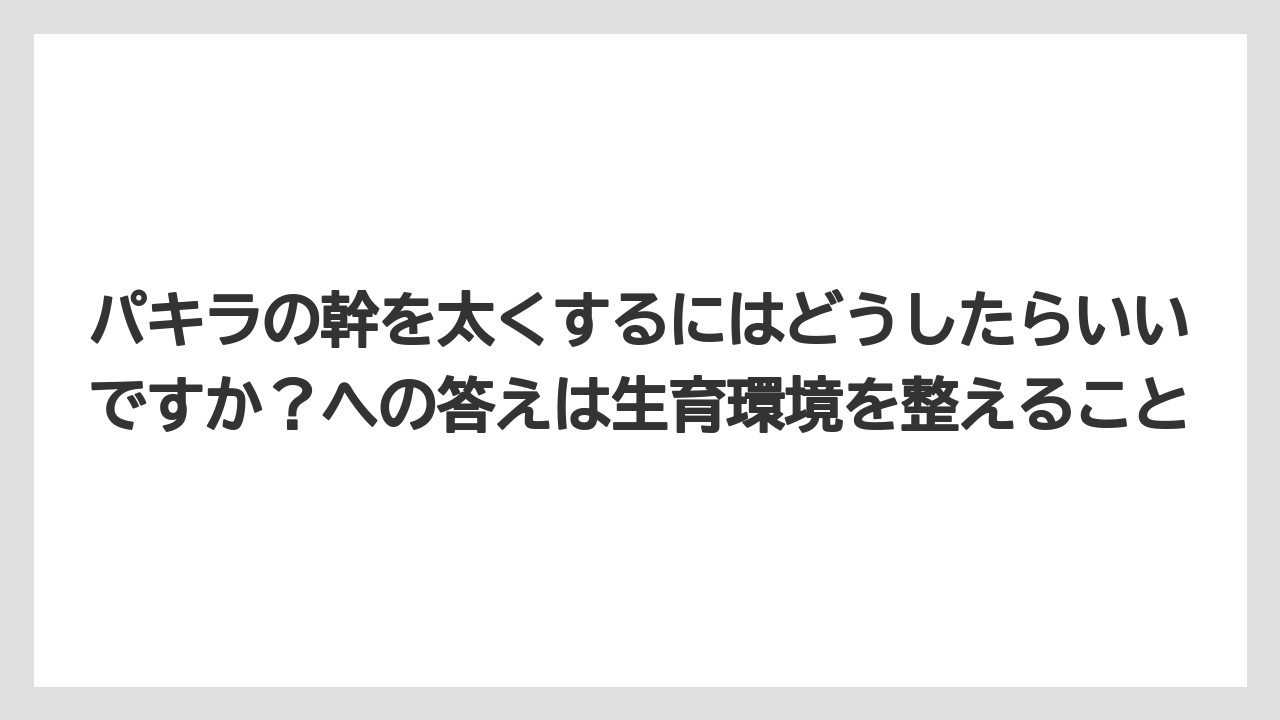 【パキラ】【木】【栽培】【育て方】パキラの幹を太くするにはどうしたらいいですか？への答えは生育環境を整えること