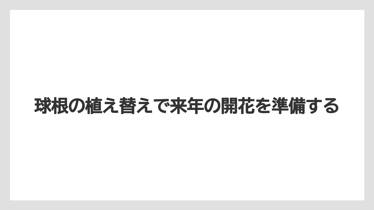 【栽培】【花】【葉】球根の植え替えで来年の開花を準備する