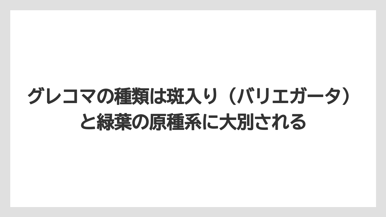 【栽培】【農園】【農業】グレコマの種類は斑入り（バリエガータ）と緑葉の原種系に大別される
