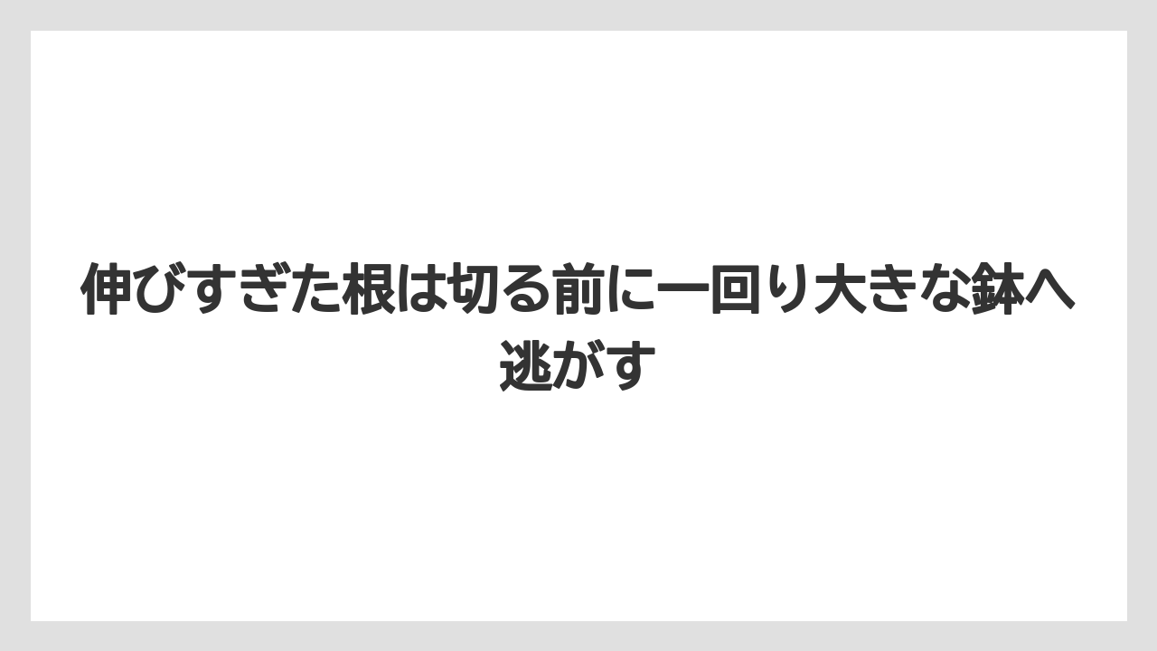 【モンステラ】【栽培】【農業】伸びすぎた根は切る前に一回り大きな鉢へ逃がす