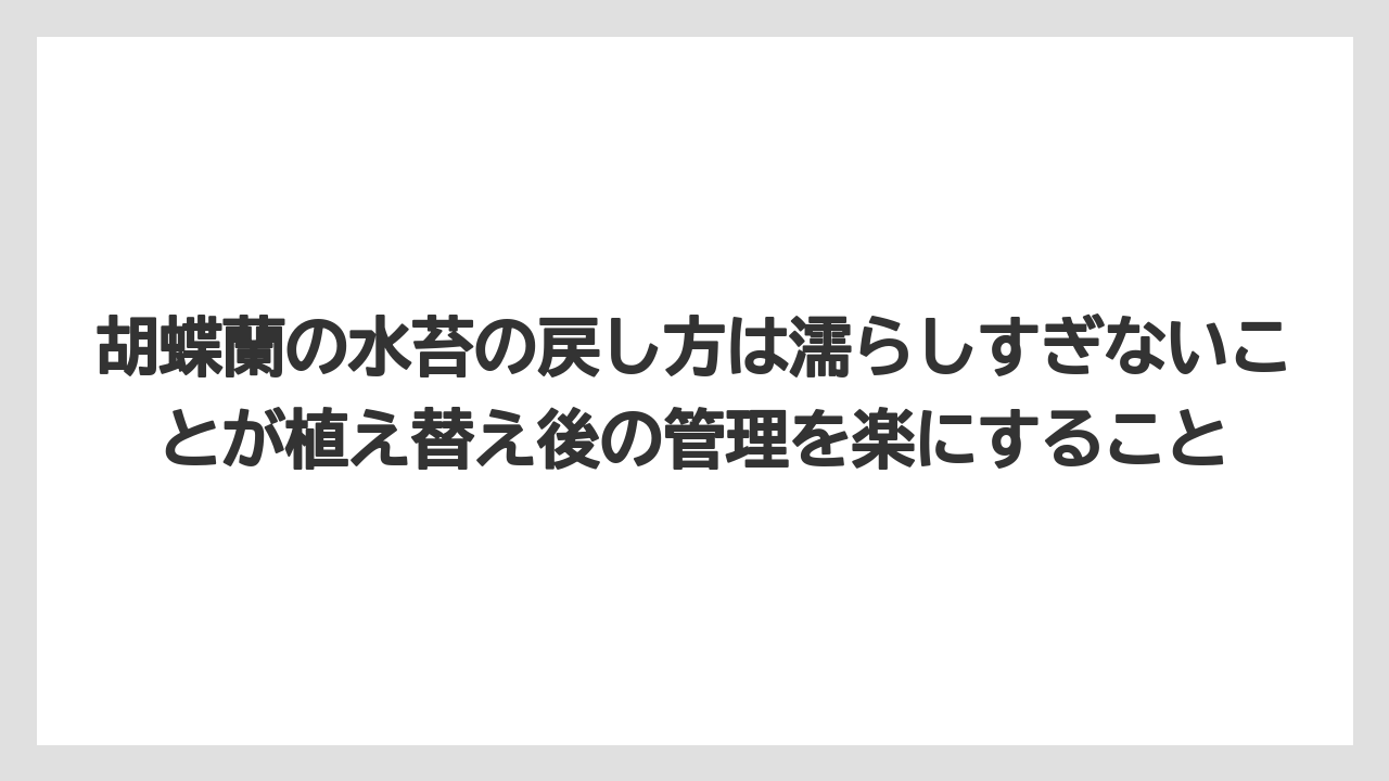 【栽培】【胡蝶蘭】【農業】胡蝶蘭の水苔の戻し方は濡らしすぎないことが植え替え後の管理を楽にすること