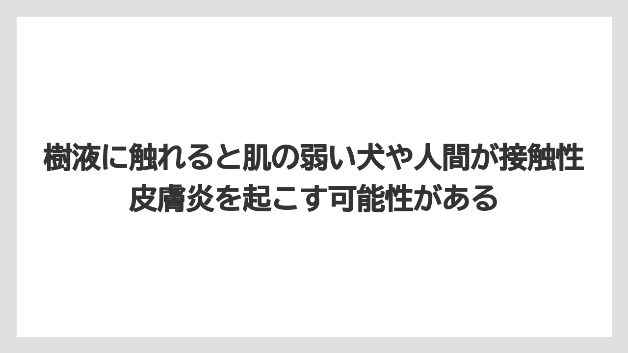 【シマトネリコ】【庭】【栽培】【毒】樹液に触れると肌の弱い犬や人間が接触性皮膚炎を起こす可能性がある
