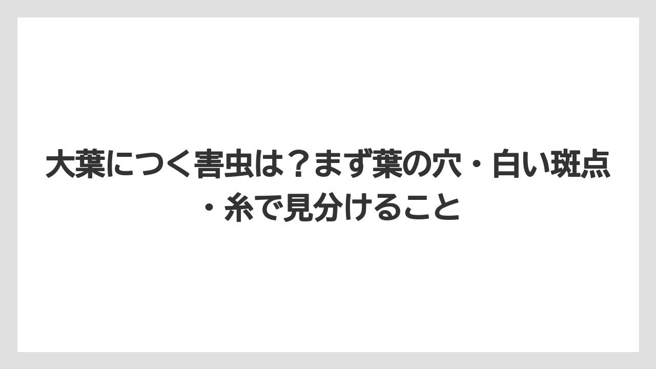 【コーヒー】【大葉】【栽培】【肥料】【農業】大葉につく害虫は？まず葉の穴・白い斑点・糸で見分けること