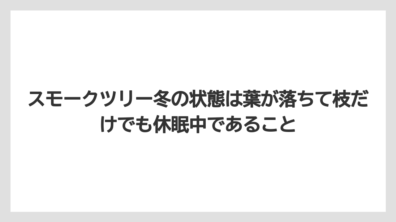 【スモークツリー】【剪定】【枯れ】【栽培】スモークツリー冬の状態は葉が落ちて枝だけでも休眠中であること