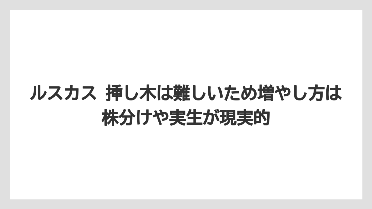 【ルスカス】【栽培】【花】【葉】ルスカス 挿し木は難しいため増やし方は株分けや実生が現実的
