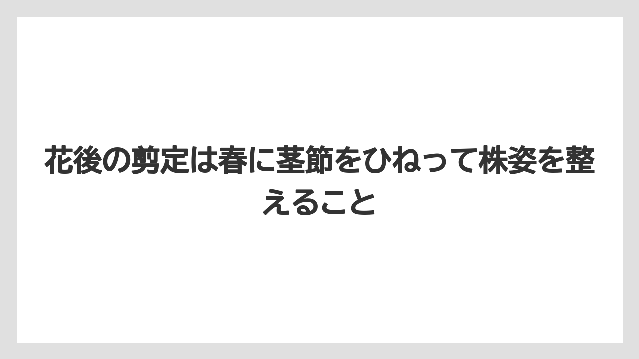 【サボテン】【栽培】【農業】花後の剪定は春に茎節をひねって株姿を整えること