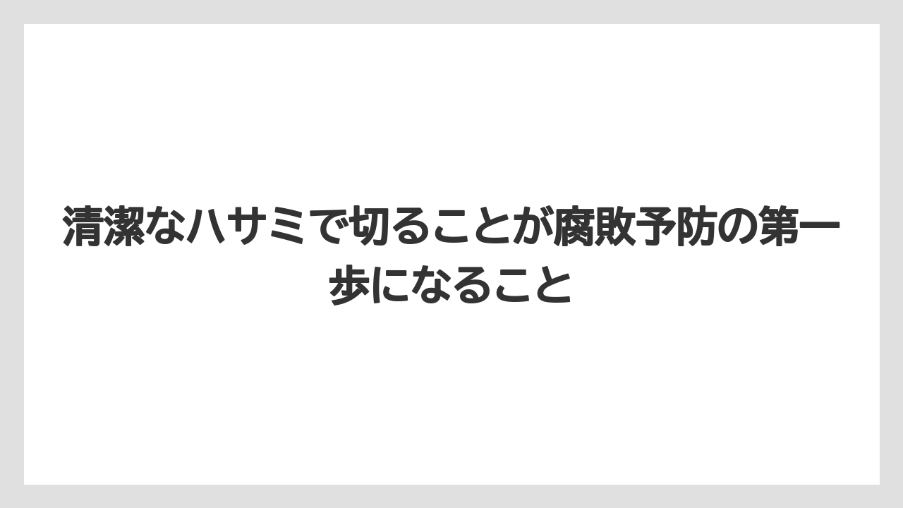 【サンスベリア】【栽培】【農業】清潔なハサミで切ることが腐敗予防の第一歩になること
