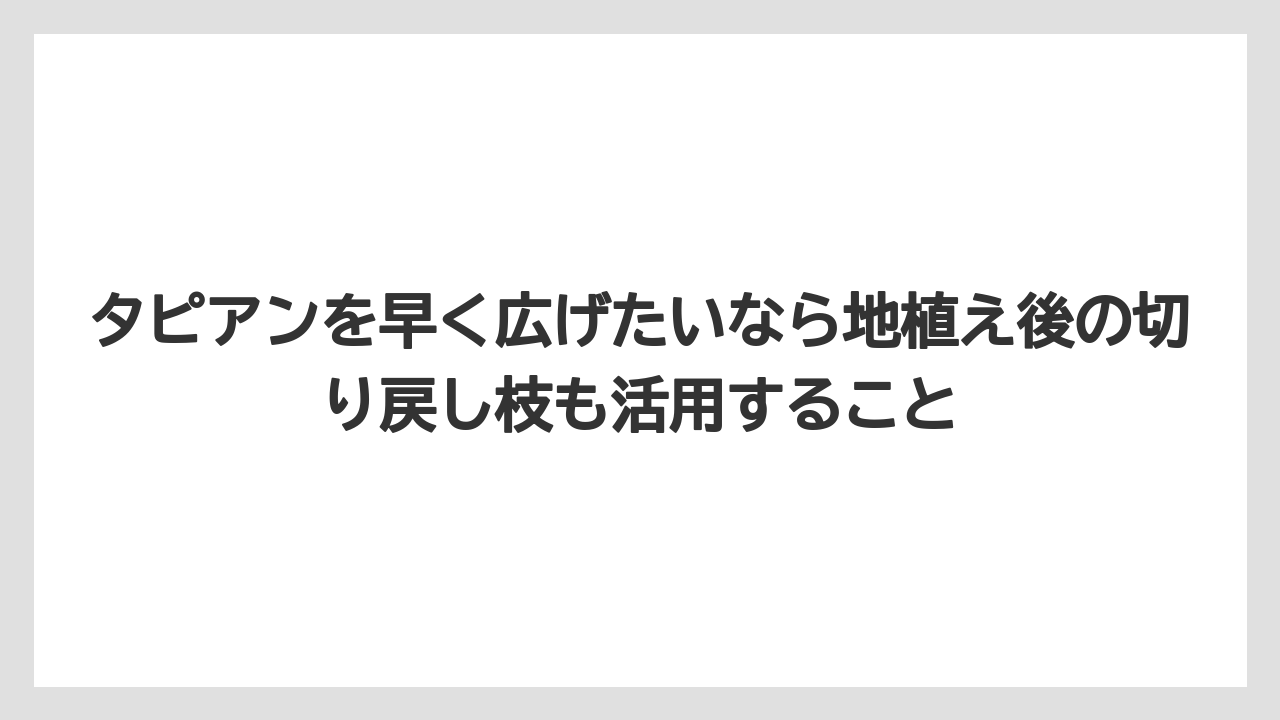 【栽培】【農園】【農業】タピアンを早く広げたいなら地植え後の切り戻し枝も活用すること