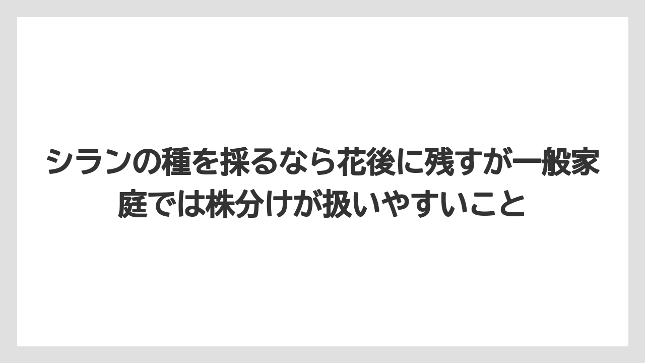 【栽培】【農園】【農業】シランの種を採るなら花後に残すが一般家庭では株分けが扱いやすいこと