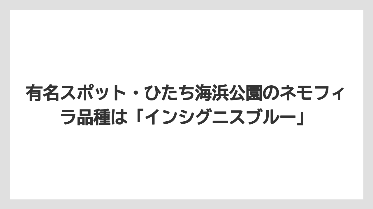 【栽培】【育て方】【草】有名スポット・ひたち海浜公園のネモフィラ品種は「インシグニスブルー」