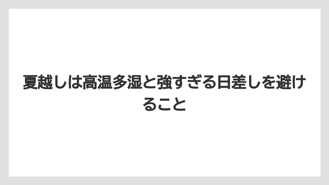 【栽培】【農園】【農業】夏越しは高温多湿と強すぎる日差しを避けること