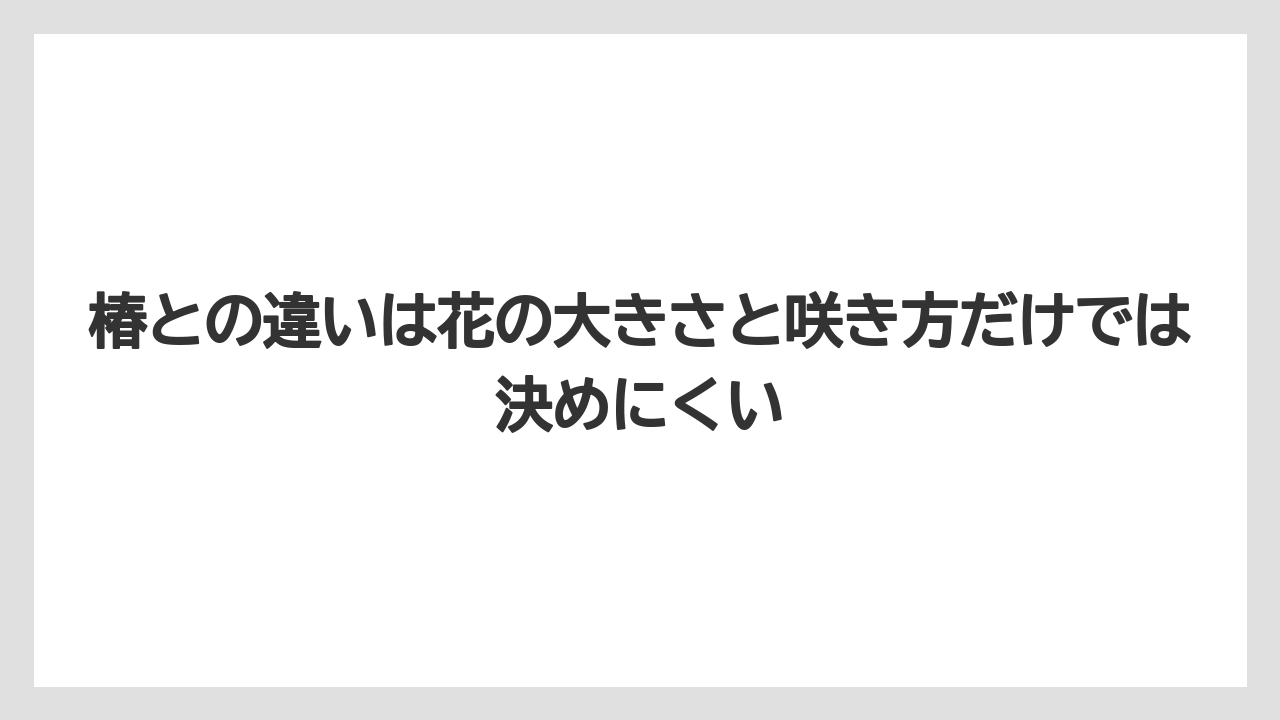 【栽培】【農園】【農業】椿との違いは花の大きさと咲き方だけでは決めにくい