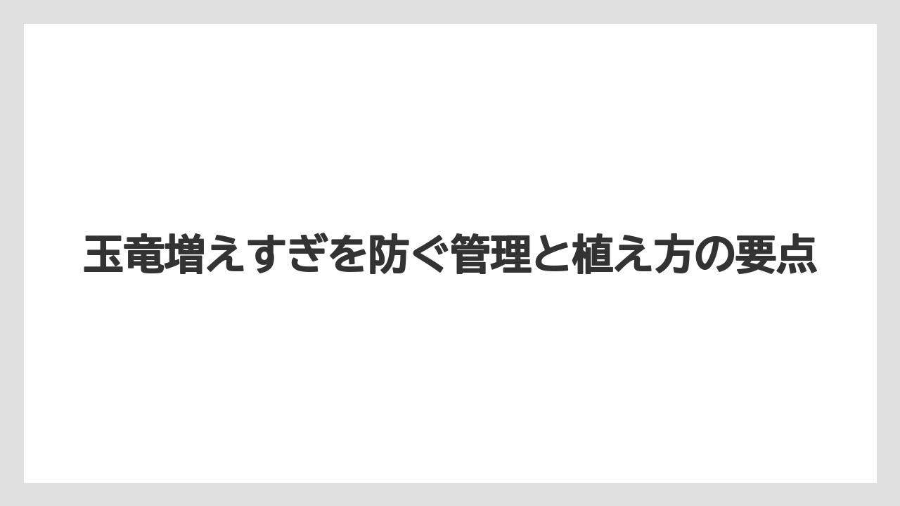 【しそ】【ミント】【栽培】玉竜とリュウノヒゲの違いは草丈と使いやすさで見ること
