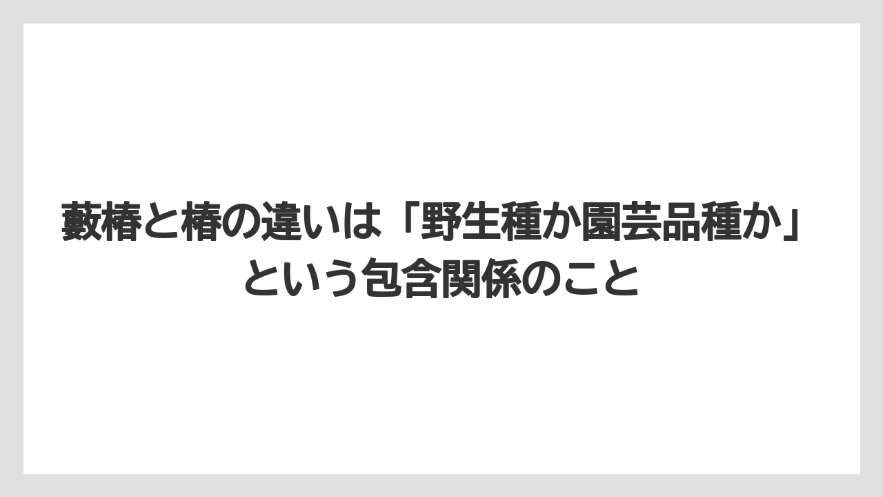 【栽培】【農園】【農業】藪椿と椿の違いは「野生種か園芸品種か」という包含関係のこと