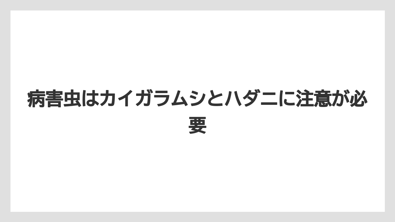 【サンスベリア】【栽培】【農業】病害虫はカイガラムシとハダニに注意が必要