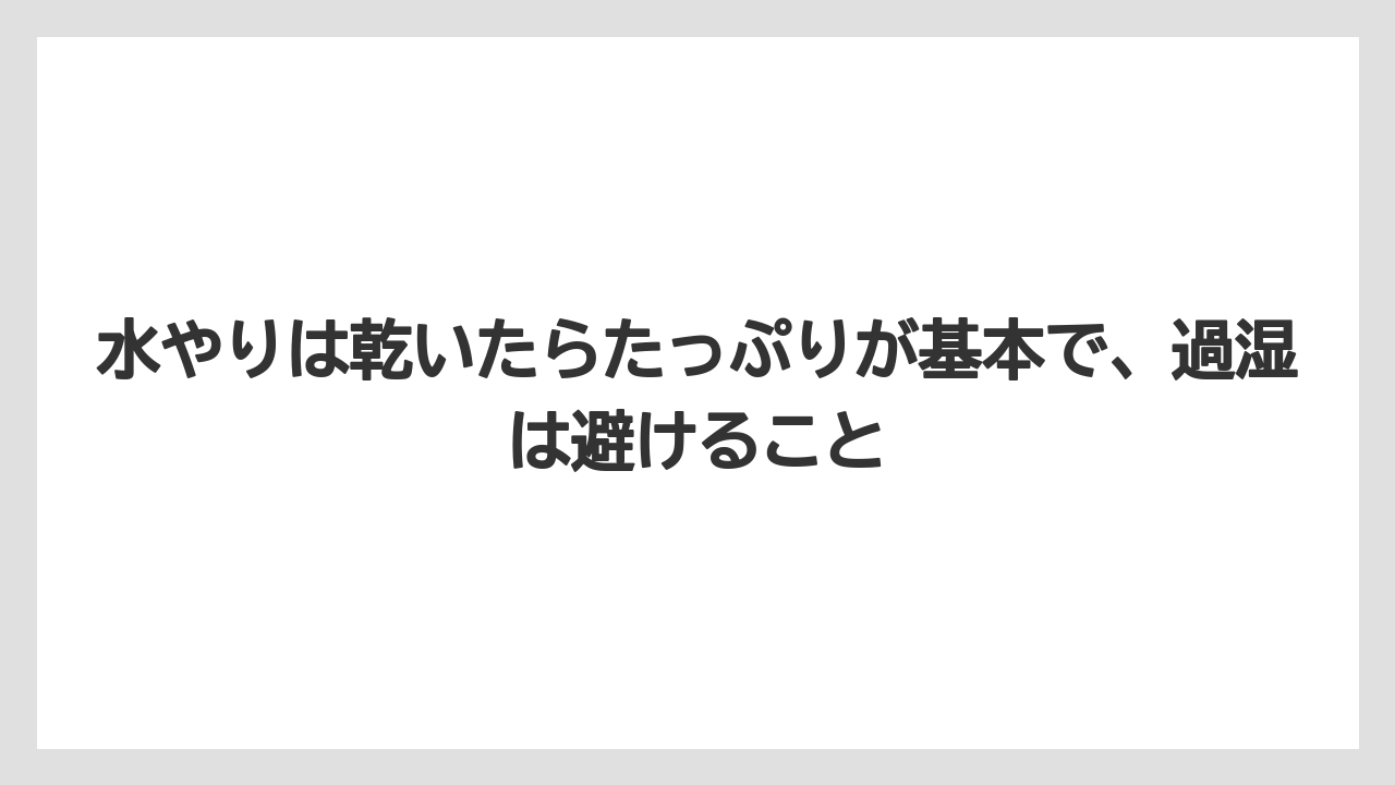 【パキラ】【栽培】【農業】水やりは乾いたらたっぷりが基本で、過湿は避けること