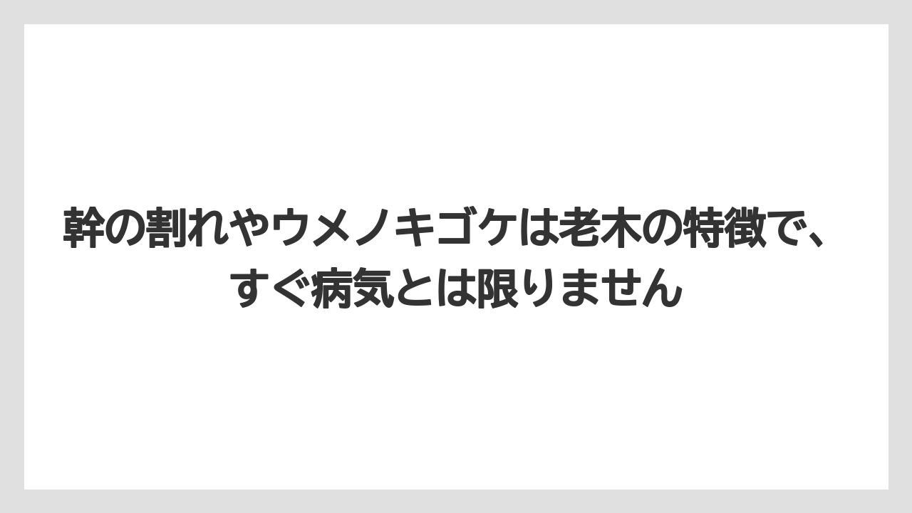 幹の割れやウメノキゴケは老木の特徴で、すぐ病気とは限りません