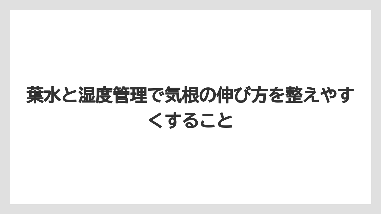 【モンステラ】【栽培】【農業】葉水と湿度管理で気根の伸び方を整えやすくすること