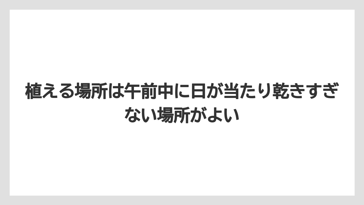 【栽培】【農園】【農業】植える場所は午前中に日が当たり乾きすぎない場所がよい
