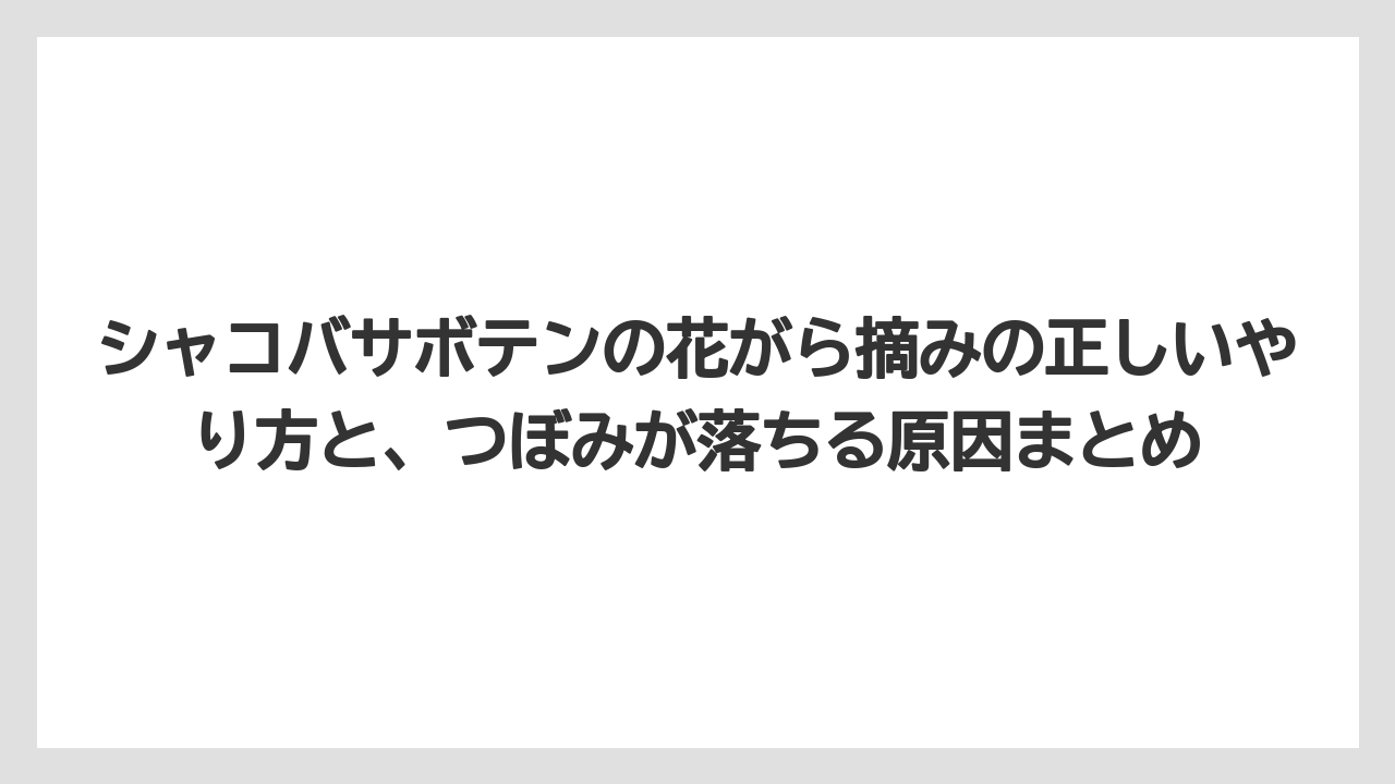 シャコバサボテンの花がら摘みの正しいやり方と、つぼみが落ちる原因まとめ