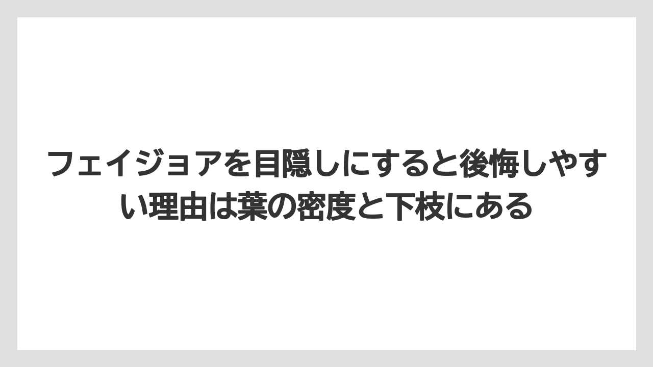 【栽培】【農園】【農業】フェイジョアを目隠しにすると後悔しやすい理由は葉の密度と下枝にある