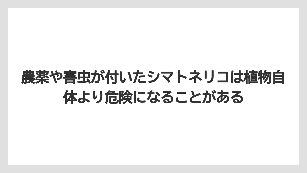 【しそ】【モンステラ】【栽培】【猫】【猫草】農薬や害虫が付いたシマトネリコは植物自体より危険になることがある