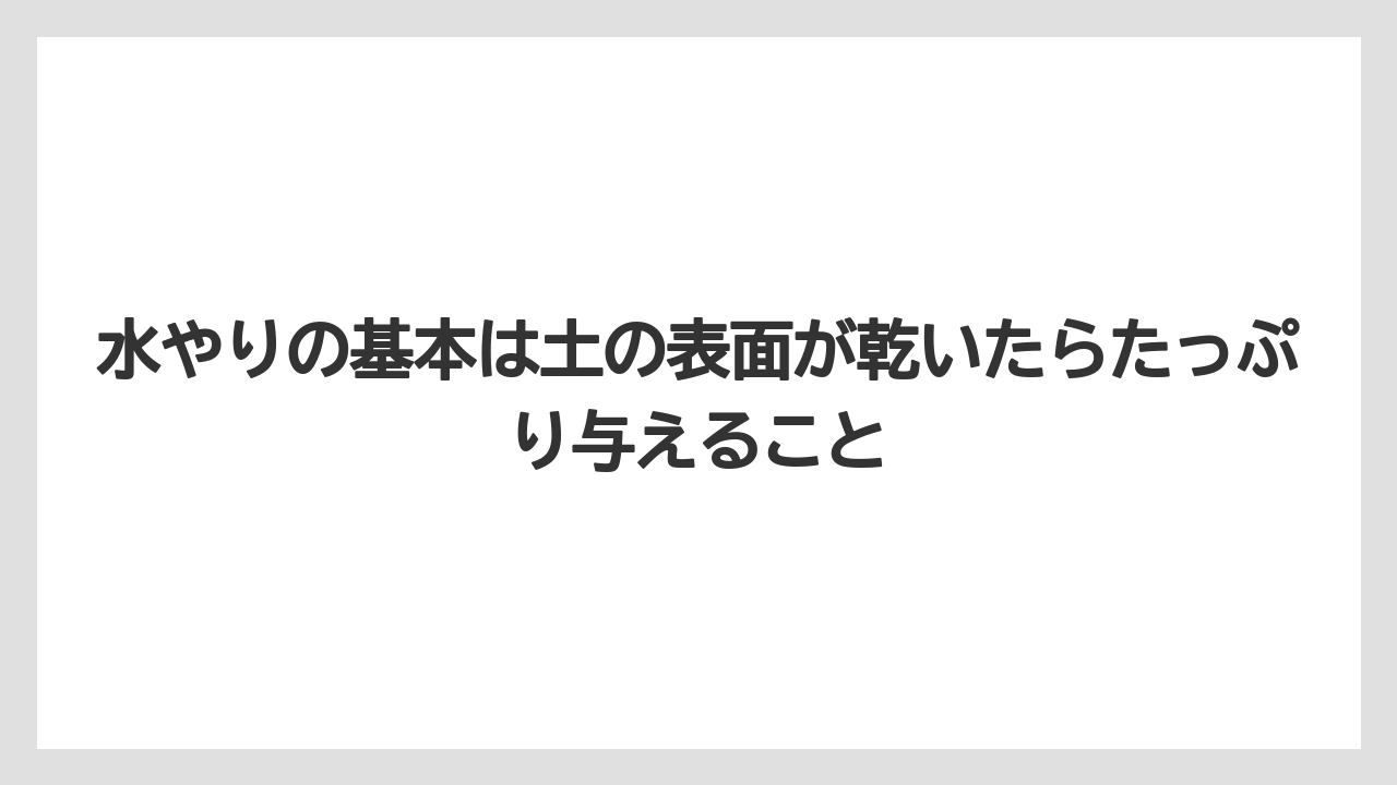 【ビバーナム】【後悔】【栽培】【植え】【育て方】水やりの基本は土の表面が乾いたらたっぷり与えること