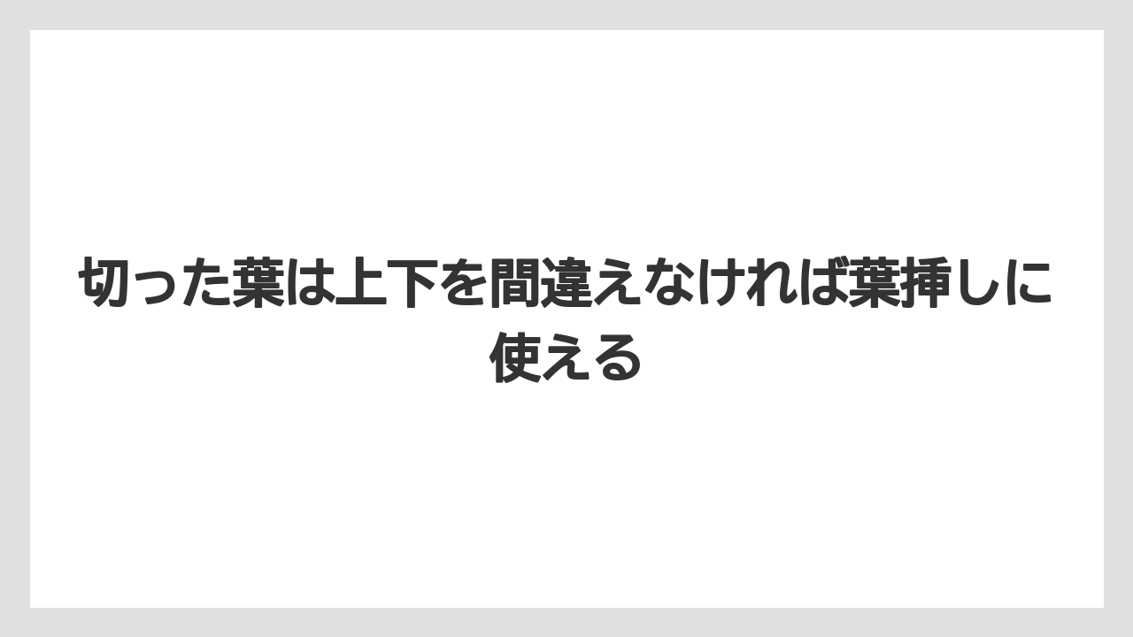 【サンスベリア】【栽培】【肥料】切った葉は上下を間違えなければ葉挿しに使える