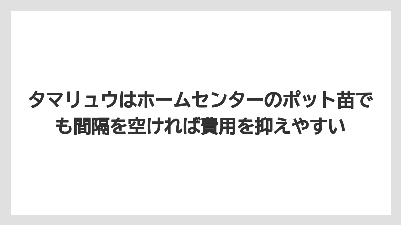 【いけない】【後悔】【栽培】【植え】タマリュウはホームセンターのポット苗でも間隔を空ければ費用を抑えやすい