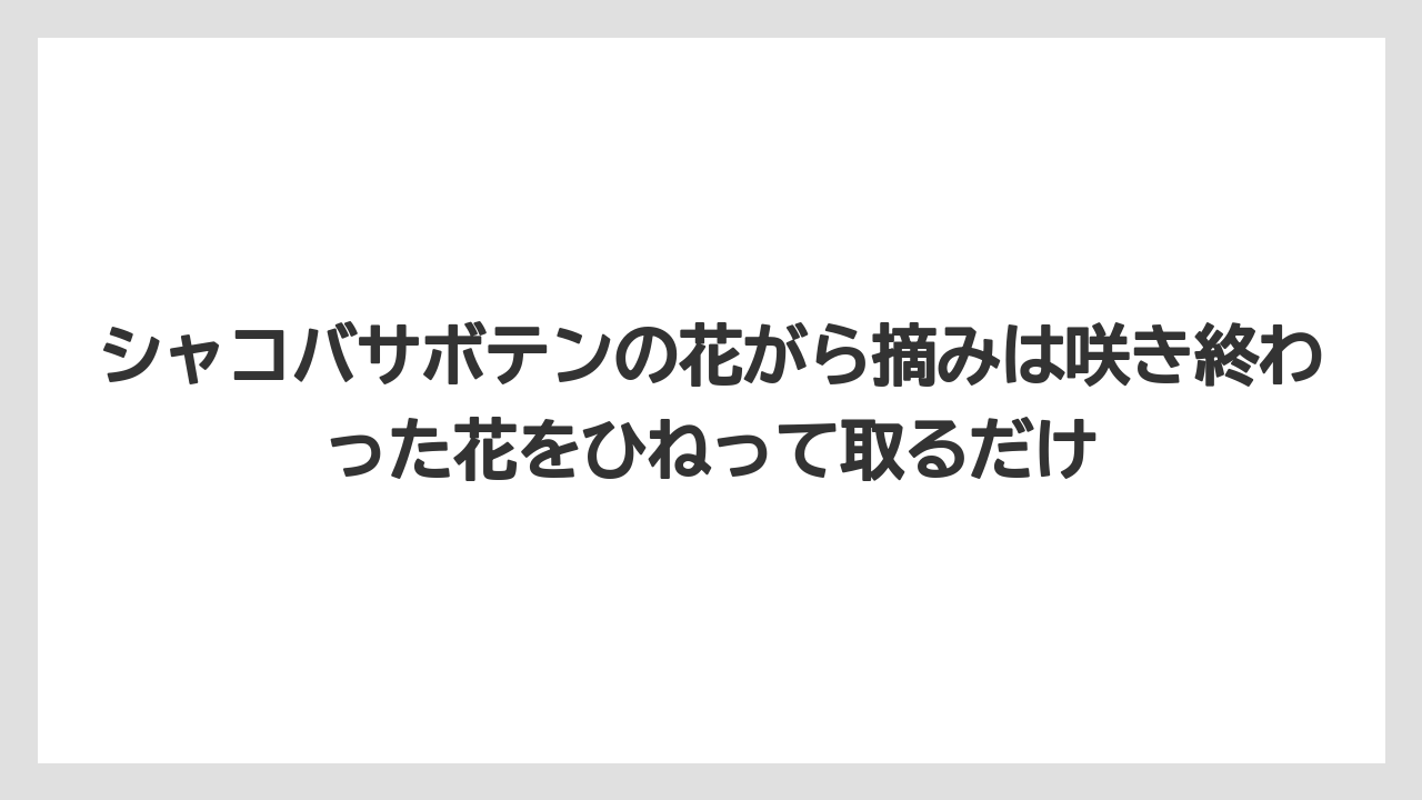 【サボテン】【栽培】【花】シャコバサボテンの花がら摘みは咲き終わった花をひねって取るだけ