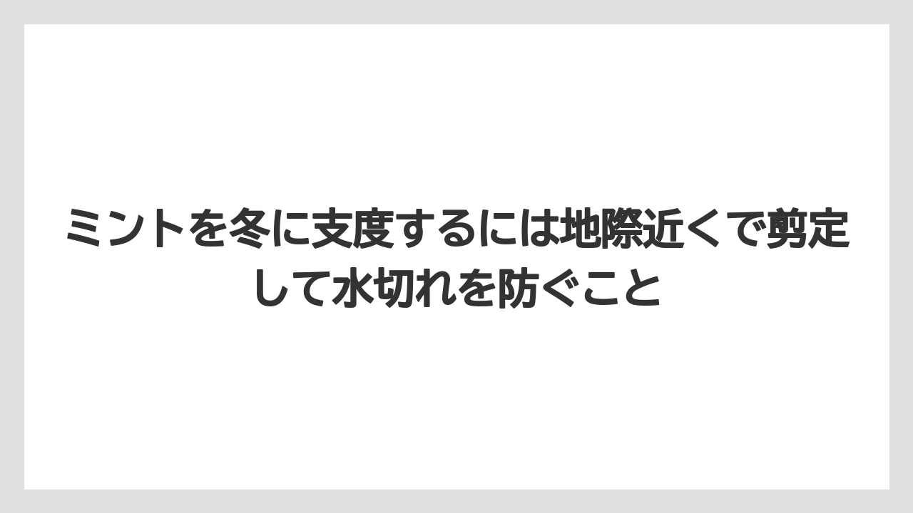 【ミント】【栽培】【農業】ミントを冬に支度するには地際近くで剪定して水切れを防ぐこと