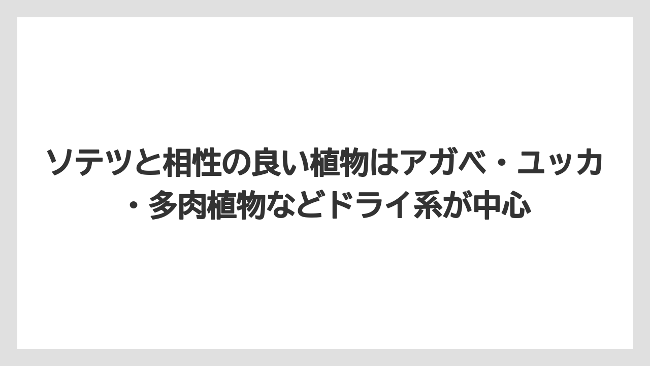 【デメリット】【庭】【栽培】【植え】【育て方】ソテツと相性の良い植物はアガベ・ユッカ・多肉植物などドライ系が中心
