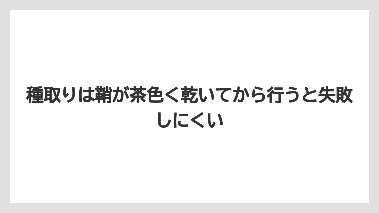 【栽培】【農園】【農業】種取りは鞘が茶色く乾いてから行うと失敗しにくい