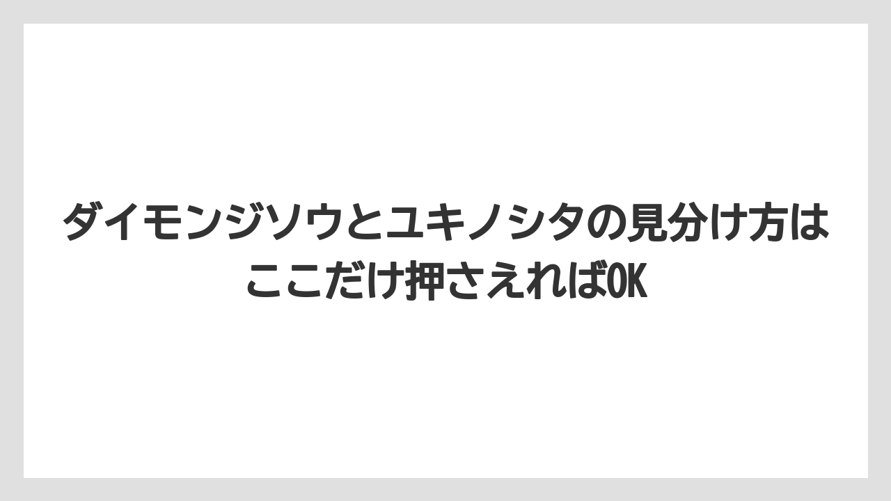 【栽培】【農園】【農業】ダイモンジソウとユキノシタの見分け方はここだけ押さえればOK