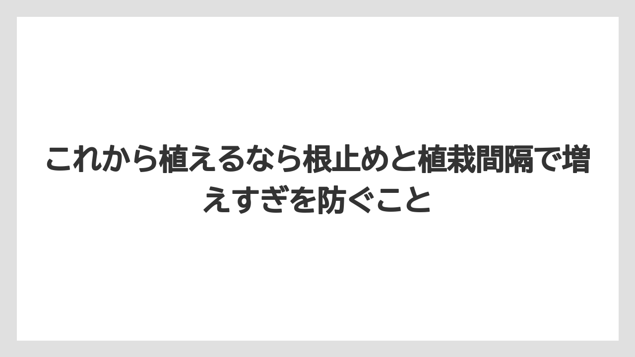 【しそ】【ミント】【栽培】これから植えるなら根止めと植栽間隔で増えすぎを防ぐこと
