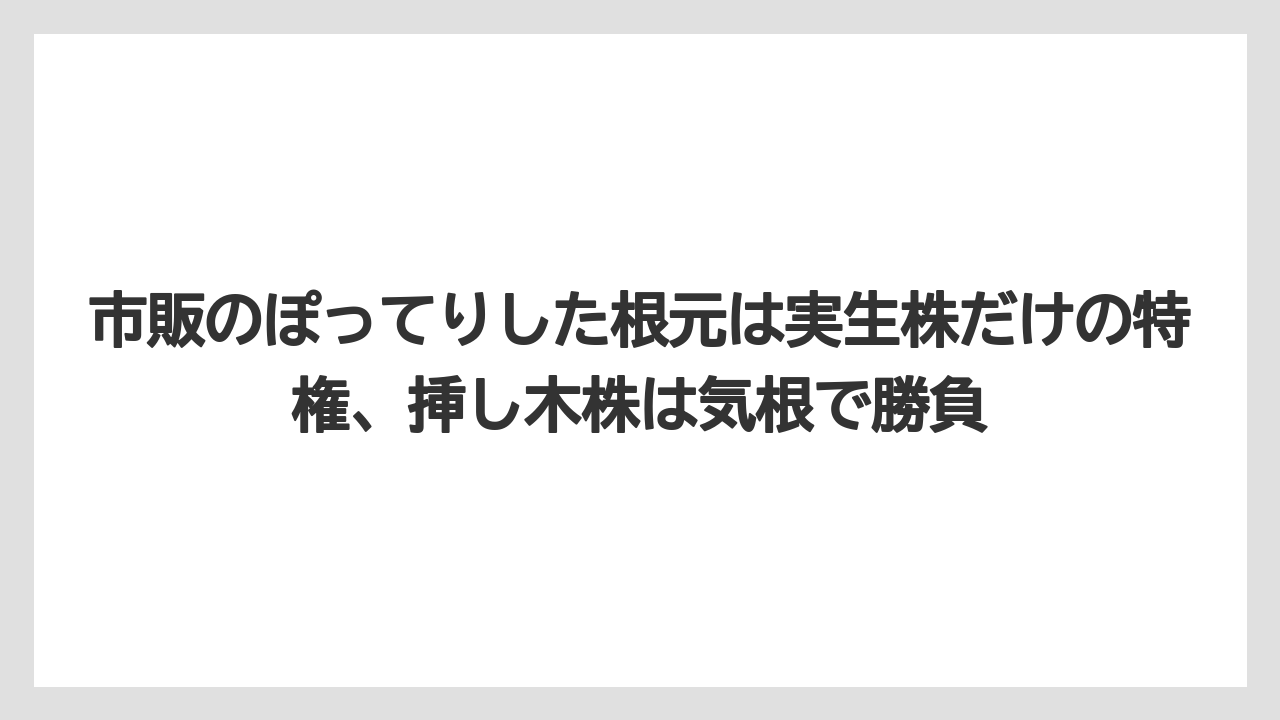 【ガジュマル】【根】【栽培】【育て方】市販のぽってりした根元は実生株だけの特権、挿し木株は気根で勝負