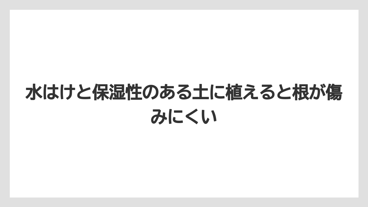【栽培】【農園】【農業】水はけと保湿性のある土に植えると根が傷みにくい