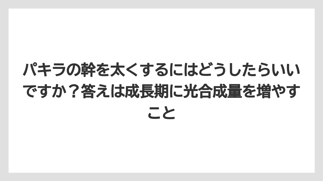 【パキラ】【栽培】【農業】パキラの幹を太くするにはどうしたらいいですか？答えは成長期に光合成量を増やすこと