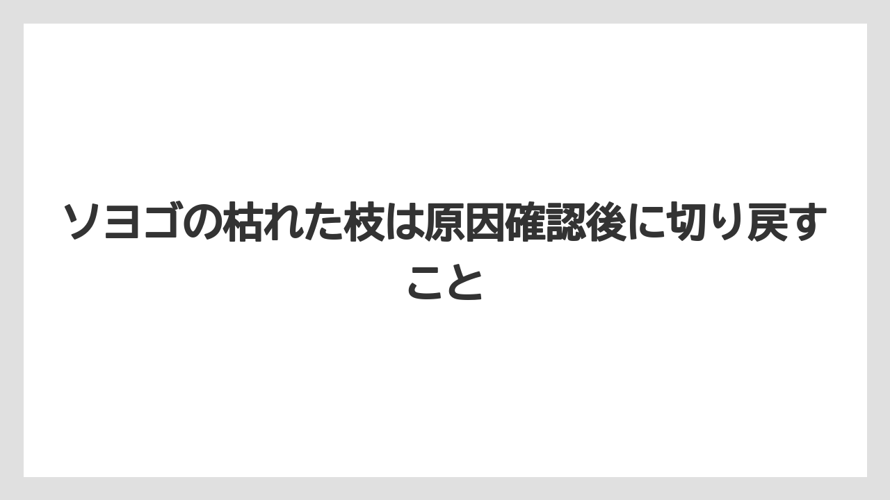 【ソヨゴ】【栽培】【農業】ソヨゴの枯れた枝は原因確認後に切り戻すこと