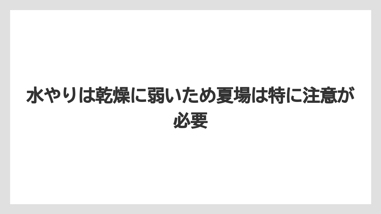 【栽培】【植え】【農業】水やりは乾燥に弱いため夏場は特に注意が必要