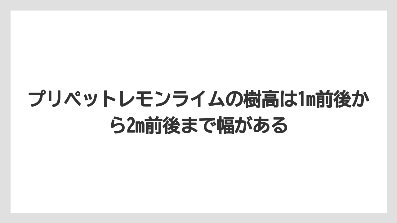 【レモン】【栽培】【農業】プリペットレモンライムの樹高は1m前後から2m前後まで幅がある